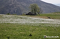 VBS_2524 - Fioritura Narcisi Castelnuovo Nigra 2022 e campi di papaveri rossi